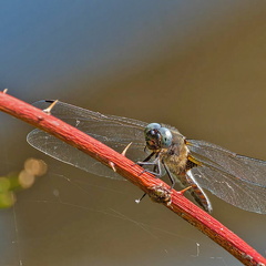 Spitzenfleck - Libelle
