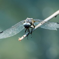 Spitzenfleck-Libelle