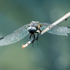Spitzenfleck-Libelle