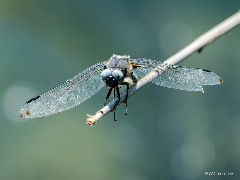 Spitzenfleck-Libelle