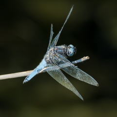 Spitzenfleck-Libelle