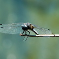 Spitzenfleck-Libelle