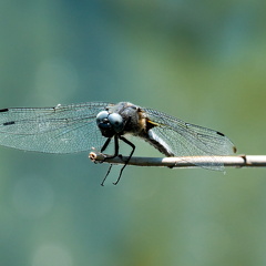 Spitzenfleck-Libelle