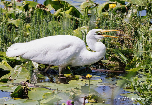 Silberreiher frisst Seefroschkaulquappe