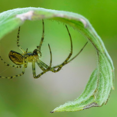 Monatsstartbild August 2025  Herbstspinne