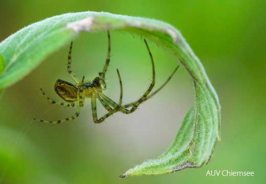 Monatsstartbild August 2025  Herbstspinne