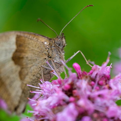 Ochsenauge - weibl. mit Regentropfen