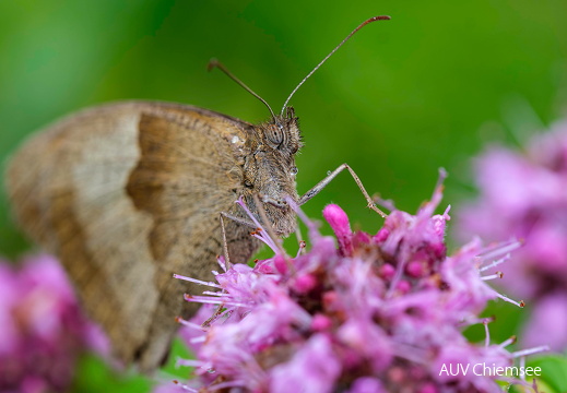 Ochsenauge - weibl. mit Regentropfen