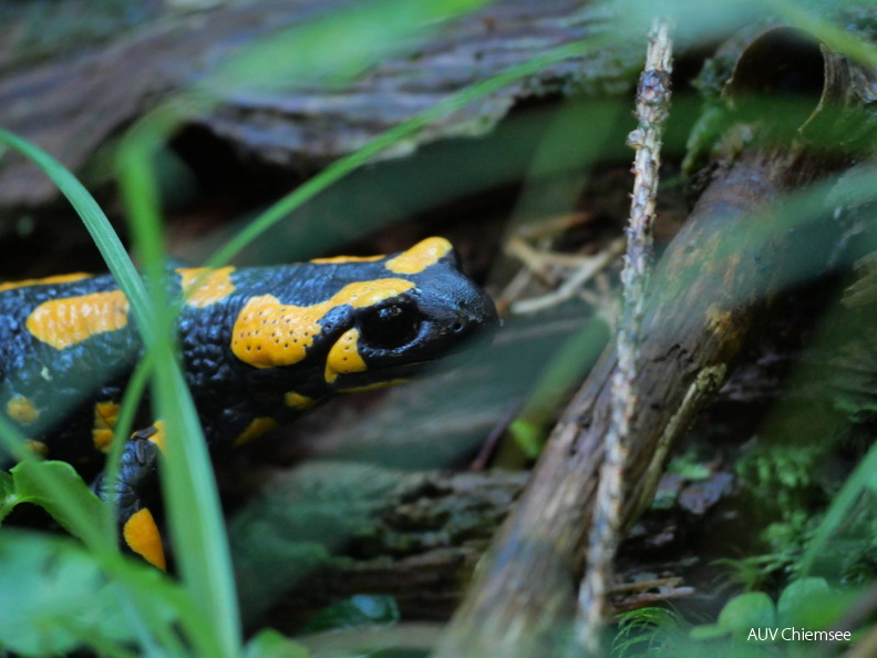 AktNatBeo-250805-ja-03 Feuersalamander_0.jpg