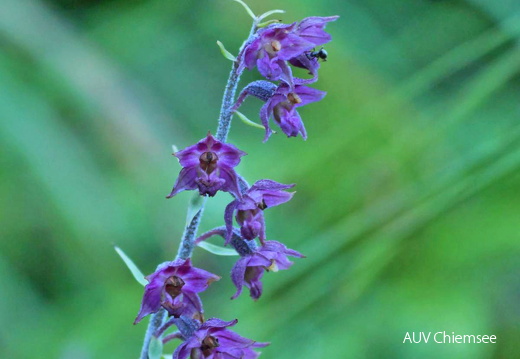 Braunrote Stendelwurz 