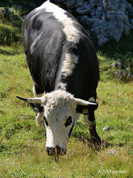 AktNatBeo-250805-ja-08 Kuh_0.jpg
