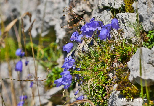 Alpenglockenblume