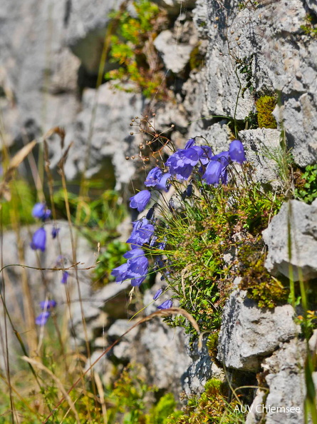 AktNatBeo-250805-ja-13-Alpenglockenblume_0-.jpg
