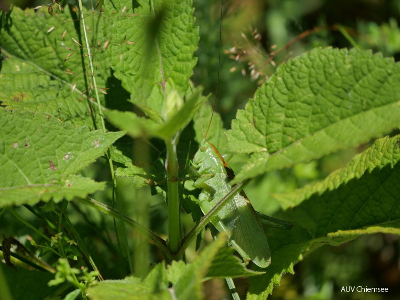 AktNatBeo-250805-ja-19 Heupferd_0.jpg