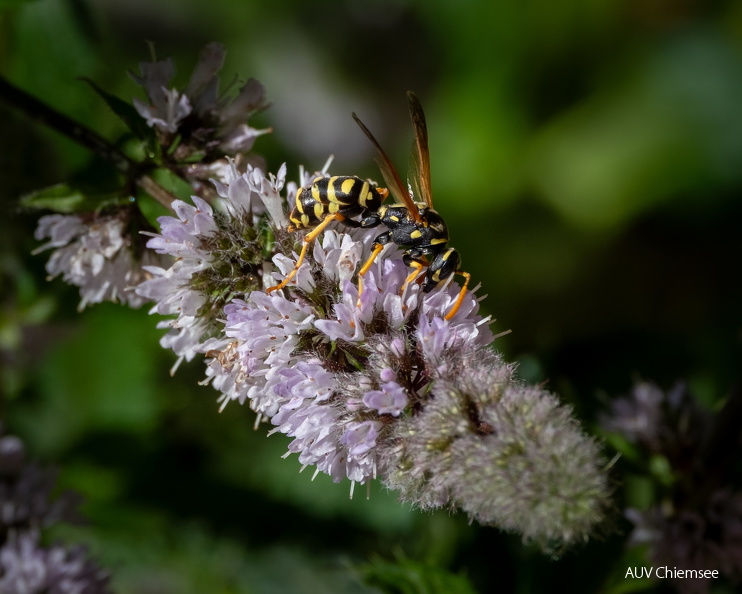 AktNatBeo-2508xx-kw-Feldwespe-DSCF7105-1500pix.jpg