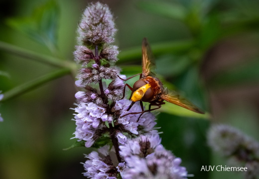 Hornissenschwebfliege