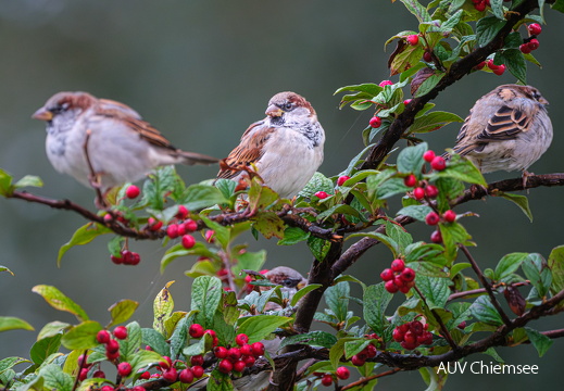 Sperlinge in Zwergmispelstrauch