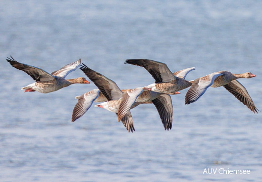 Graugänse flüchten dicht gedrängt vor Seeadler