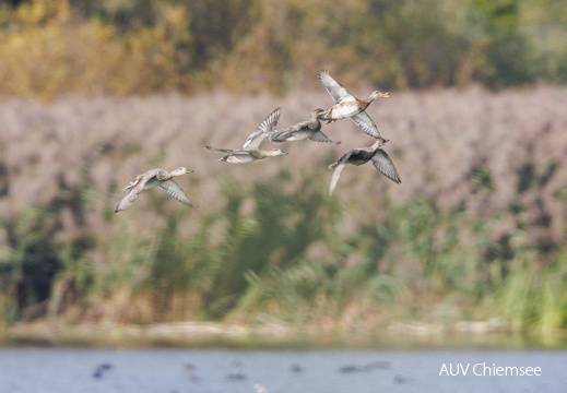 Schnatterentenerpel flüchten vor Rohrweihe