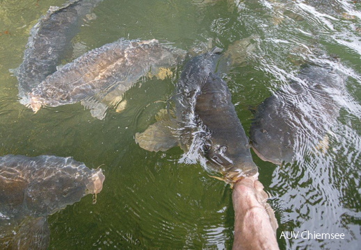 Spiegelkarpfen knappern an Zehen