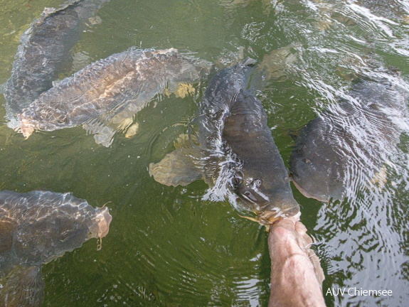 Spiegelkarpfen knappern an Zehen