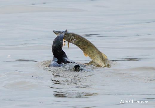 Kormoran erbeutet großen Hecht 
