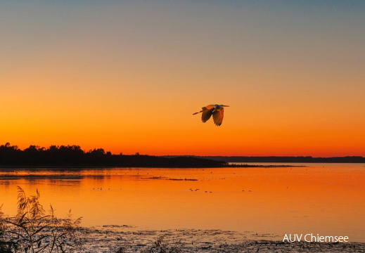 Graureiher kurz vor Sonnenuntergang