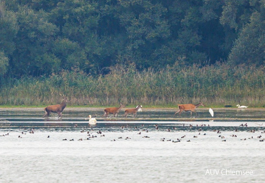 Hirsch mit kleinem Harem