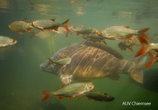 Rotfederschwärme & Karpfen