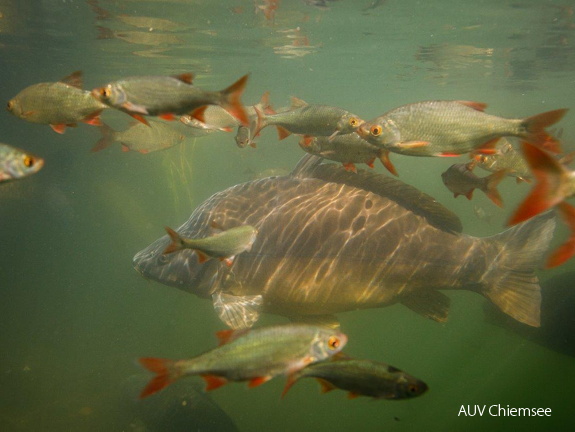 Rotfederschwärme & Karpfen