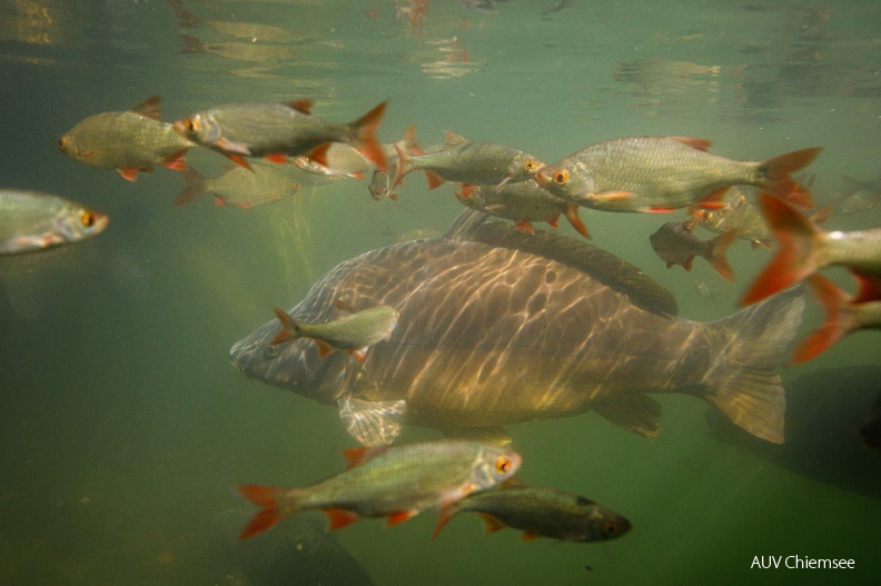 AktNatBeo-250921-ah-01-Rotfederschwaerme Schlosssee (1).jpg