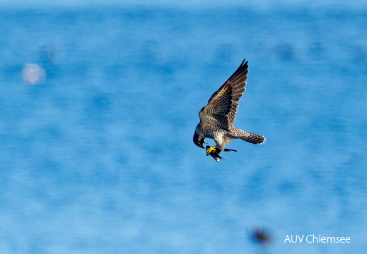 Wanderfalke mit erbeuteter Rauchschwalbe