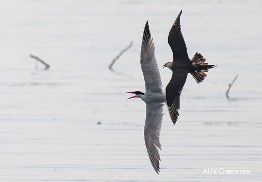 Schmarotzermöwe jagt Raubseeschwalbe