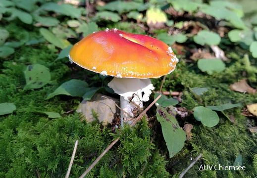 Monatsstartbild Oktober 2025 Fliegenpilz