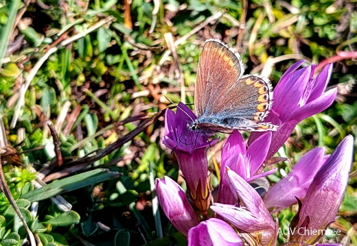 Bläuling auf Kranzenzian
