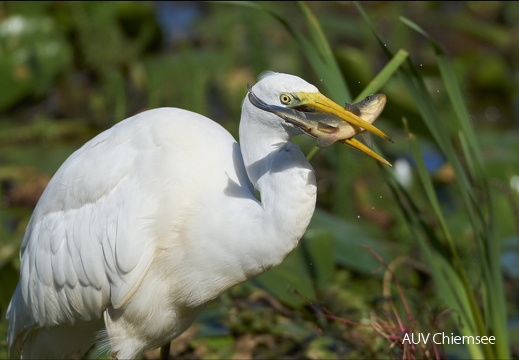 Silberreiher mit fetter Beute