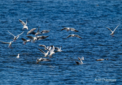 Lachmöwen auf Beutezug