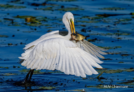 Silberreiher mit Beute