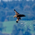 Seeadler mit Beute