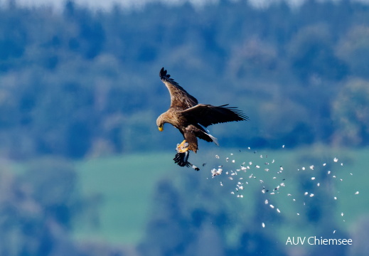 Seeadler mit Beute