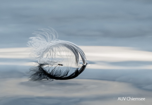 Federkunst auf dem Wasser