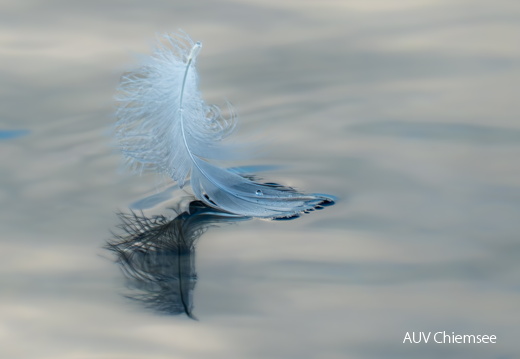 Federkunst auf dem Wasser