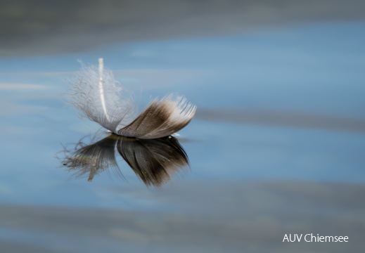 Federkunst auf dem Wasser