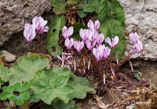 Alpenveilchen beim Malerwinkel
