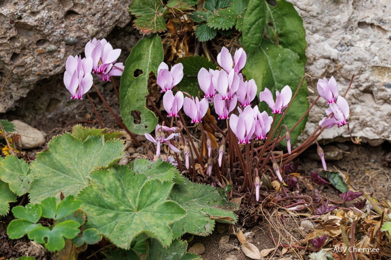 AktNatBeo-251023-ah-04-Alpenveilchen Malerwinkel.jpg