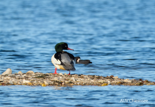 Gänsesäger - Männchen