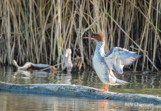Gänsesäger - Weibchen
