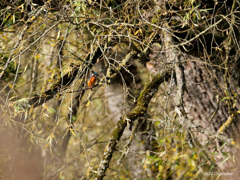 AktNatBeo-251105-ja-03 Eisvogel_0.jpg