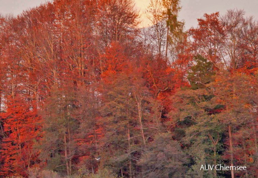 Riesenmond mit Kornweihe