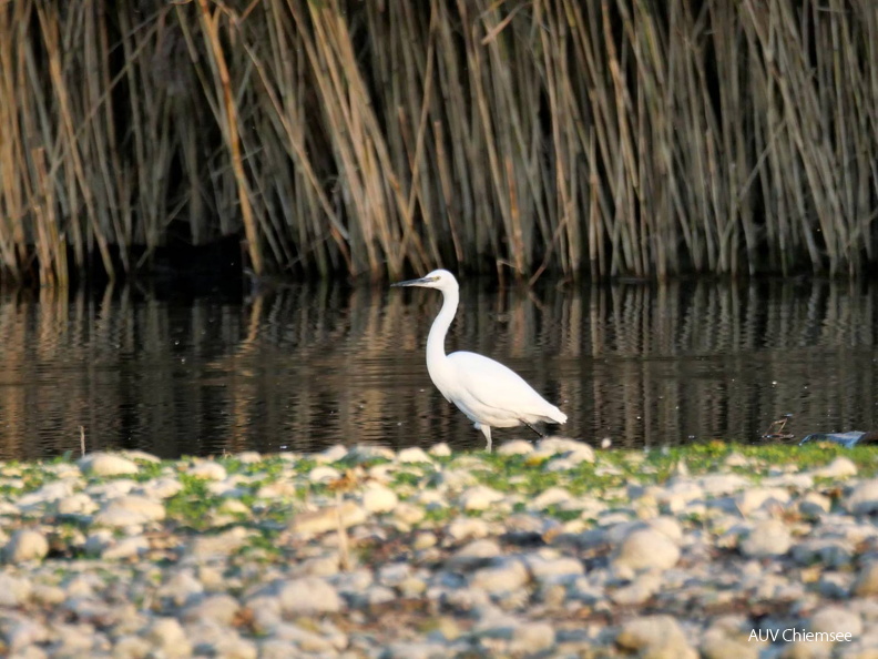 AktNatBeo-251105-ja-05 Seidenreiher_0.jpg